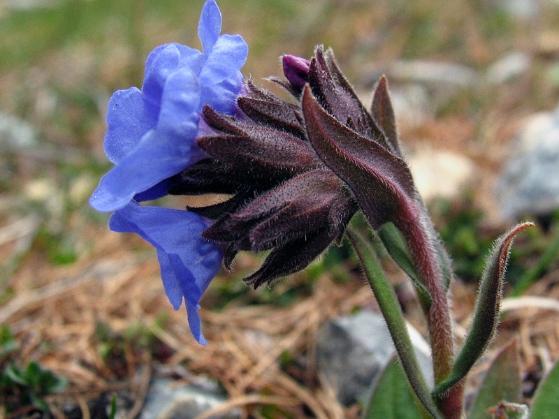 Pulmonaria australis (Murr) Sauer / Polmonaria sudalpina